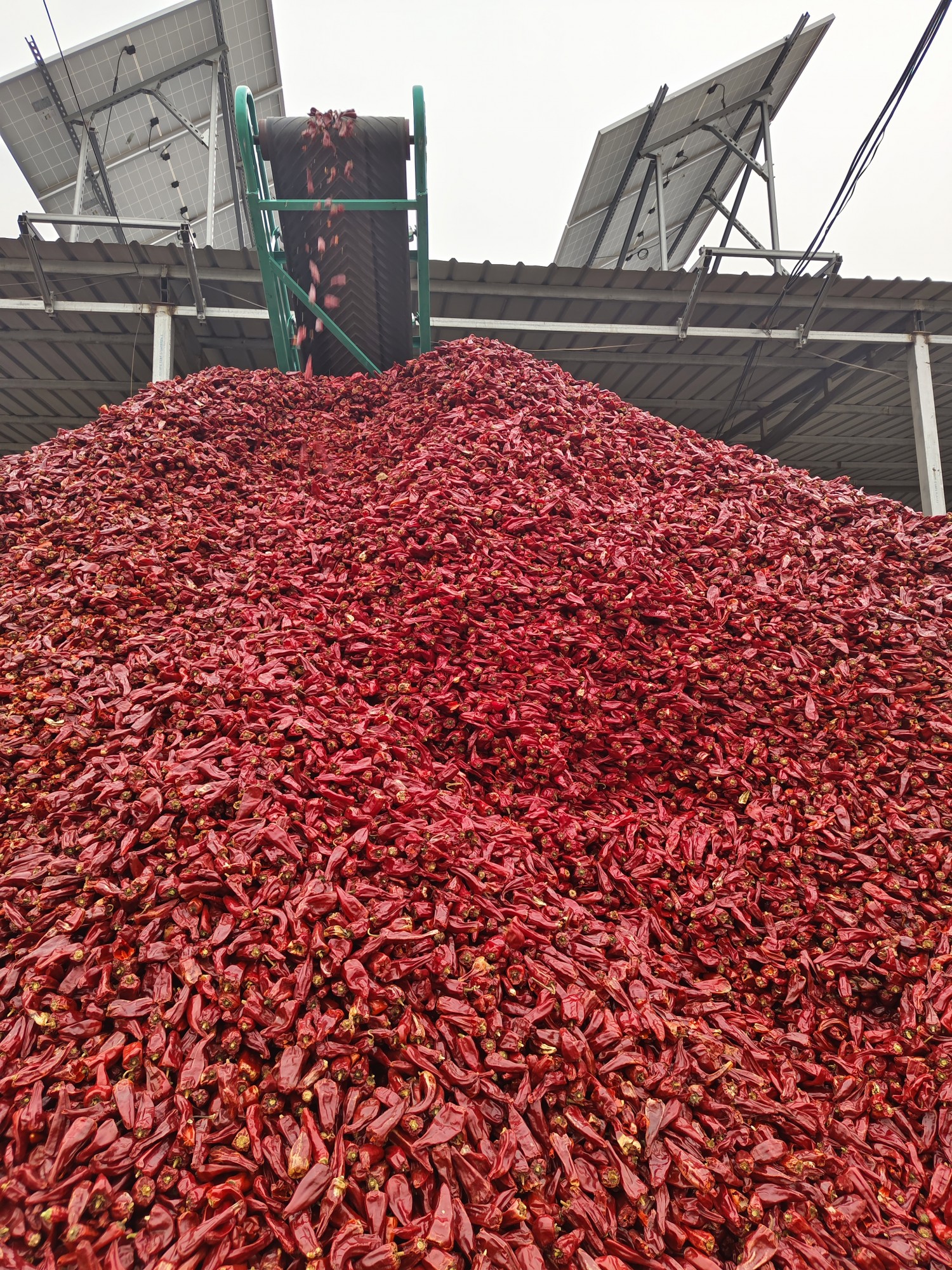 中椒网_辣椒价格,辣椒行情,辣椒供求等信息平台.