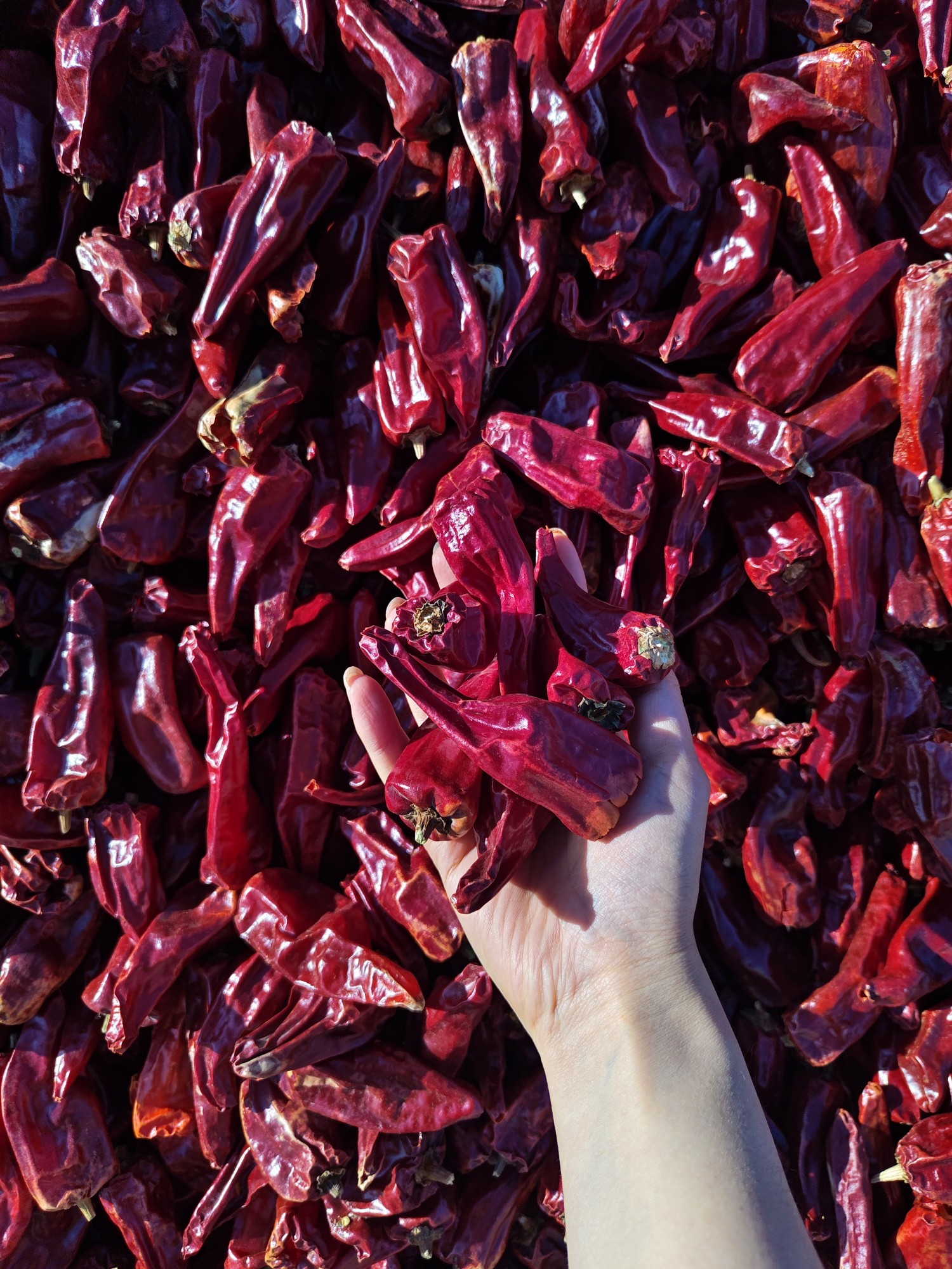 中椒网_辣椒价格,辣椒行情,辣椒供求等信息平台.