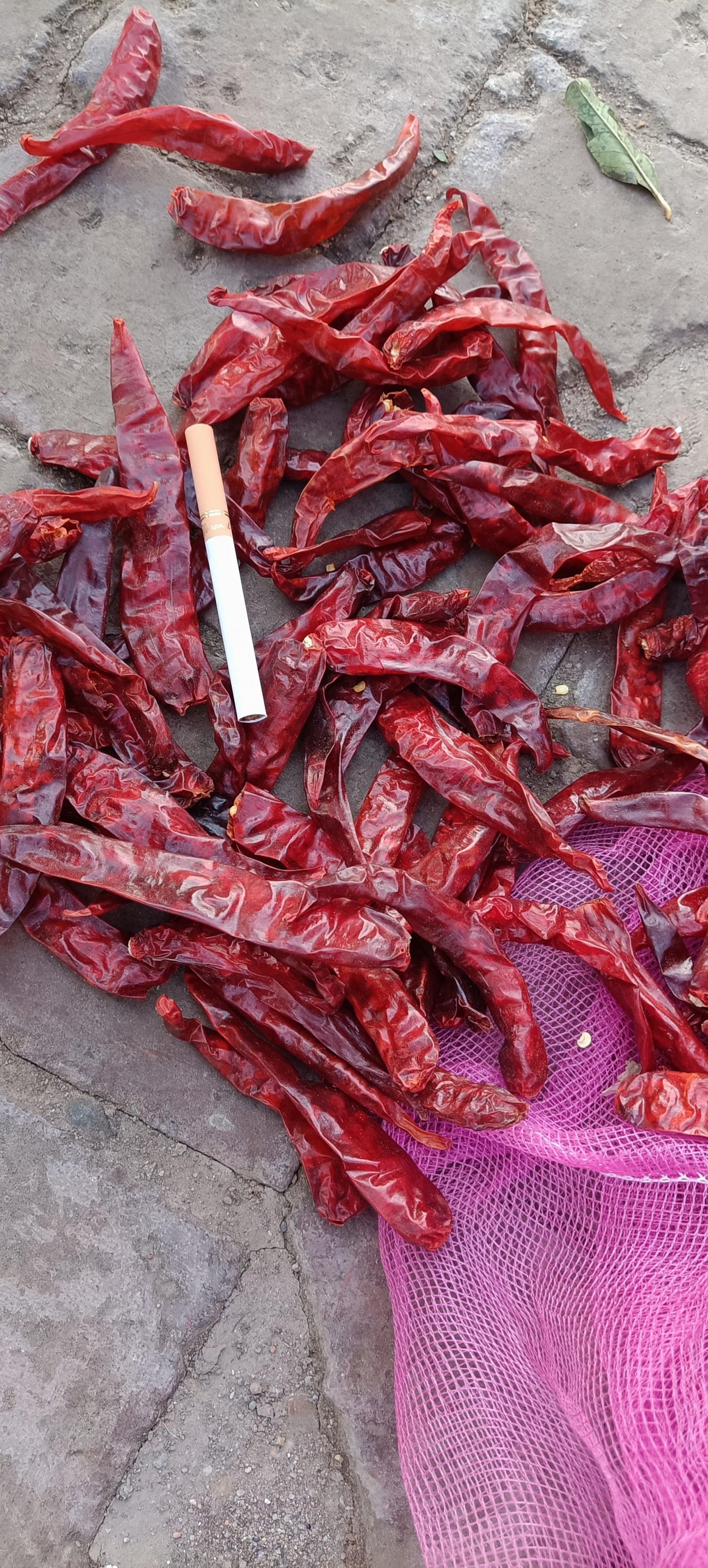 中椒网_辣椒价格,辣椒行情,辣椒供求等信息平台.