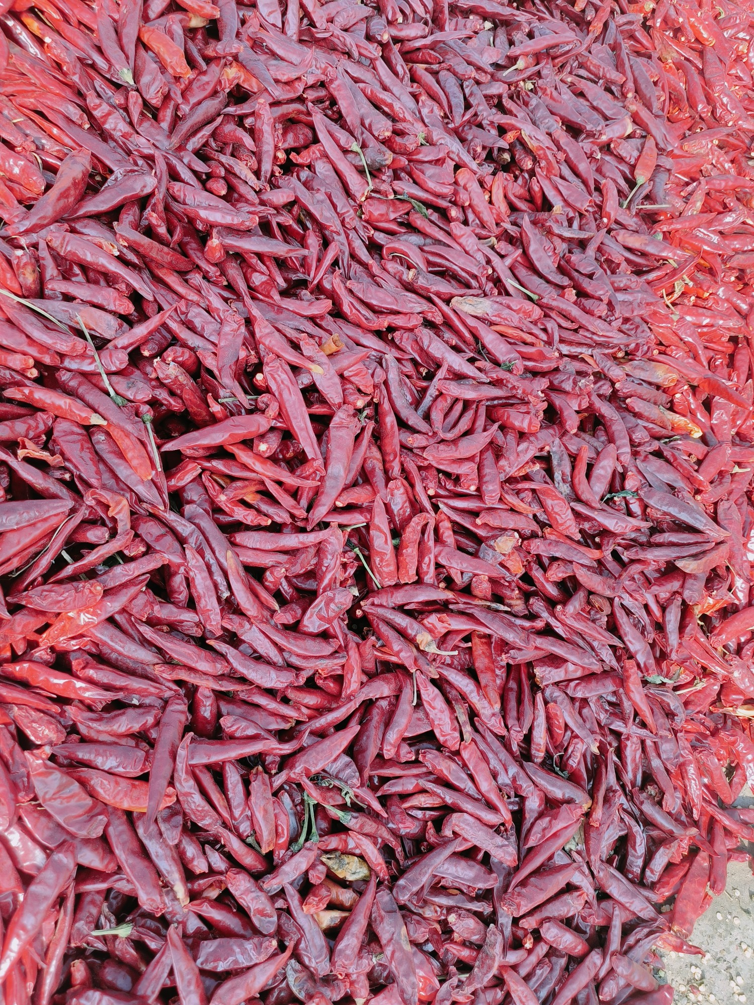 中椒网_辣椒价格,辣椒行情,辣椒供求等信息平台.