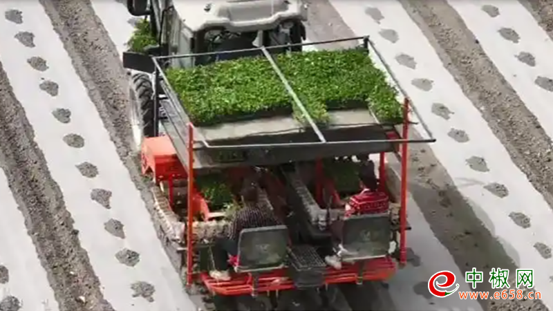 辣椒
