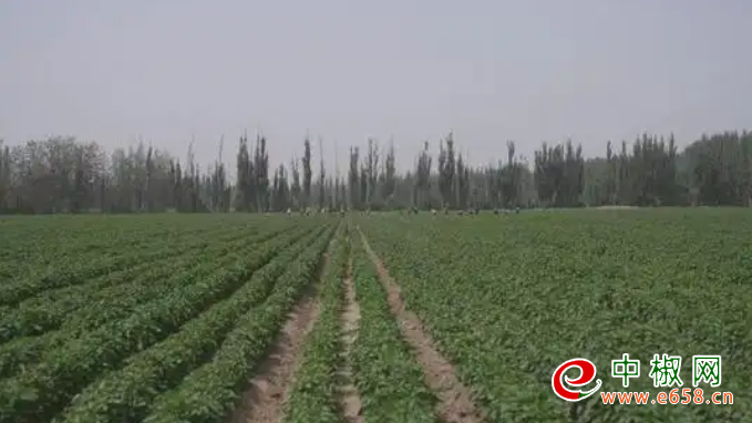 辣椒