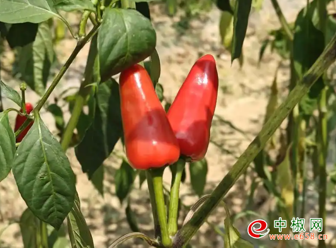 辣椒1