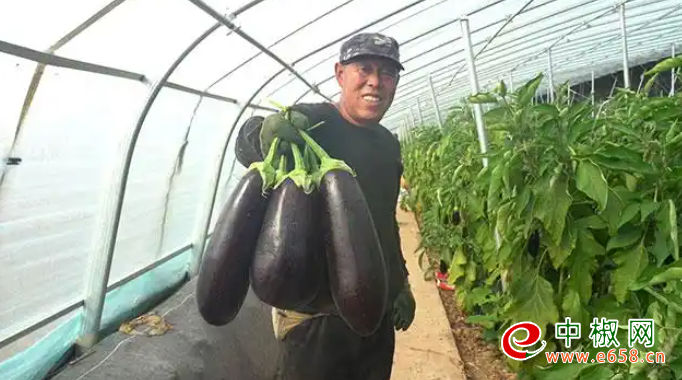 辣椒2