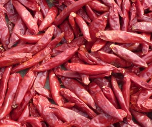 三樱椒产地代办代发