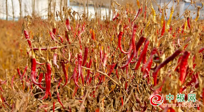 辣椒1