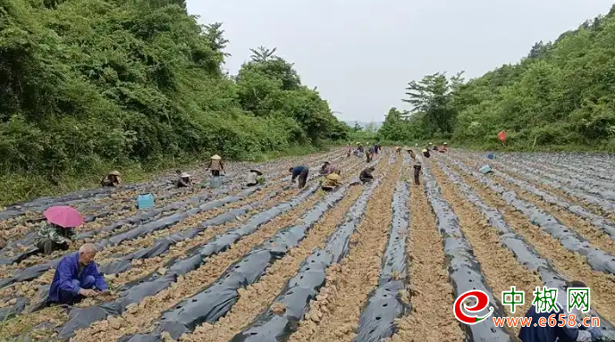 辣椒